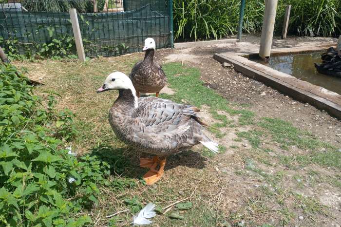keizergans