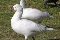 ross gans