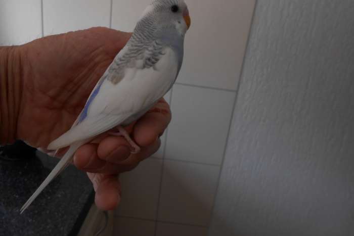 2e jonge grasparkiet uit het blok voor tam maken