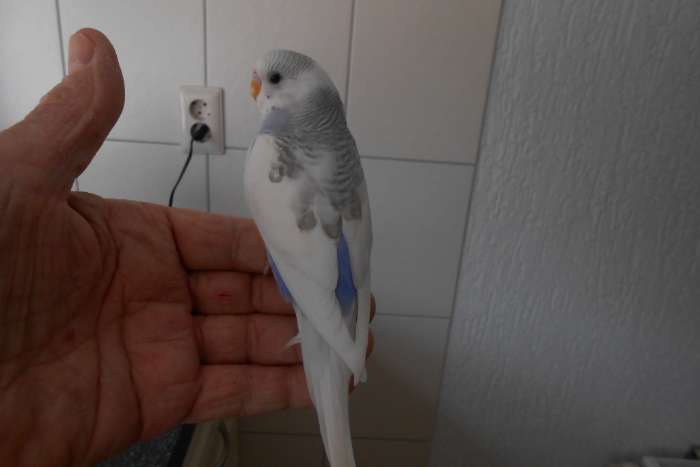 2e jonge grasparkiet uit het blok voor tam maken