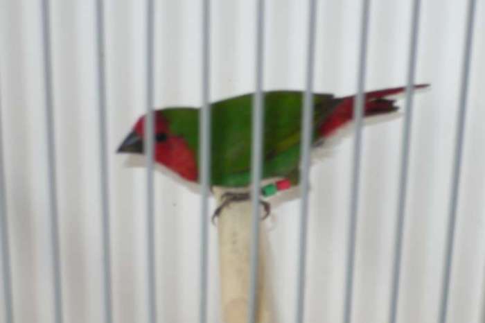 diverse tropische vogels gevraagd.