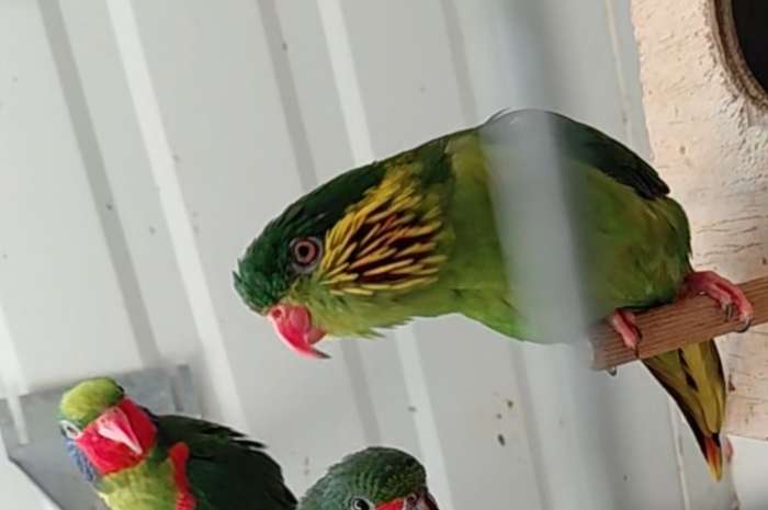 roodflanklori