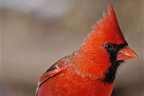 dringend cardinalis cardinalis and paroaria coronata