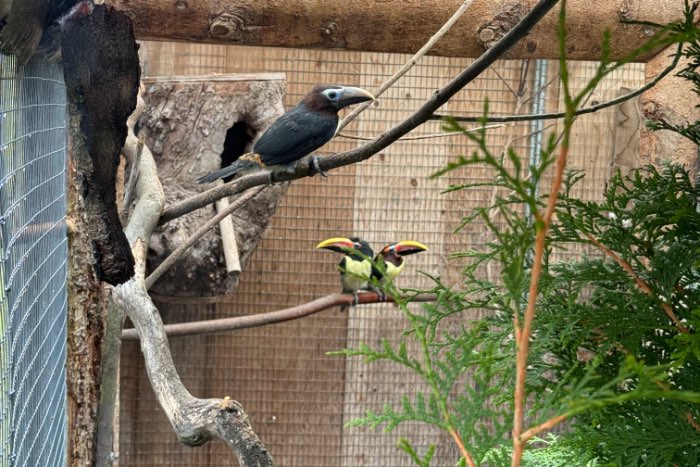 groene aracari