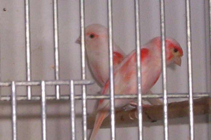rood/wit mozaieken
