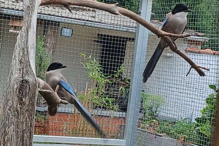 blauwe eksters