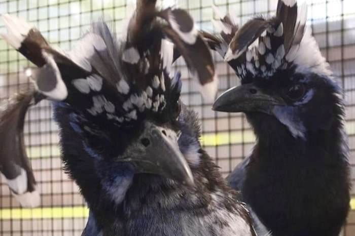 black throated magpie