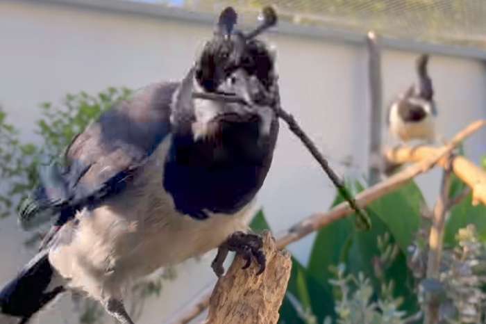 black throated magpie