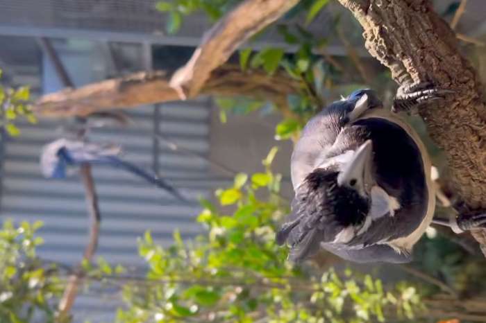 black throated magpie
