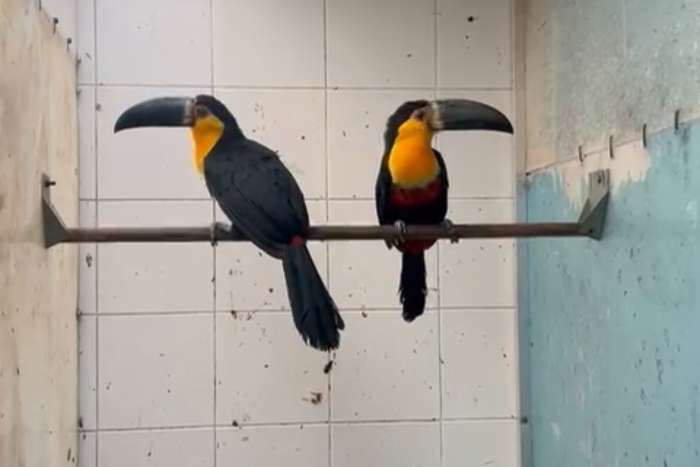 ramphastos ariel 2026