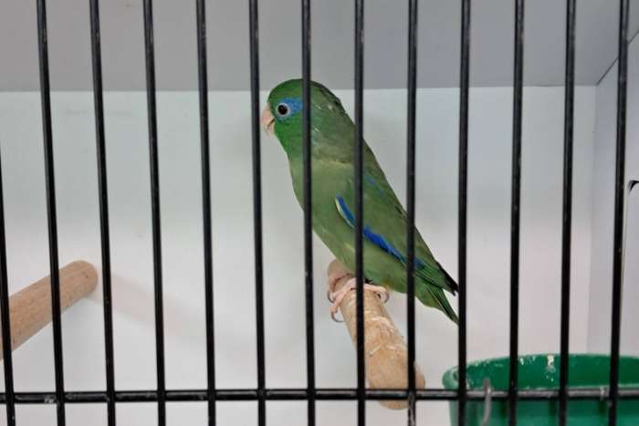 forpus conspicillatus man (oogring forpus) van 2025