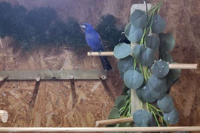 noord amerikaanse blauwe bisschop