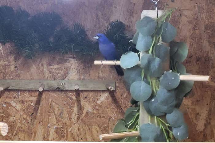 noord amerikaanse blauwe bisschop