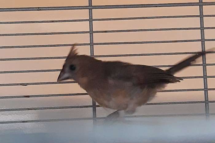 rode kardinaal