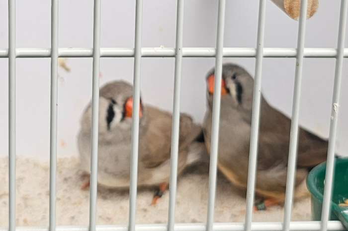 zebravinken te koop