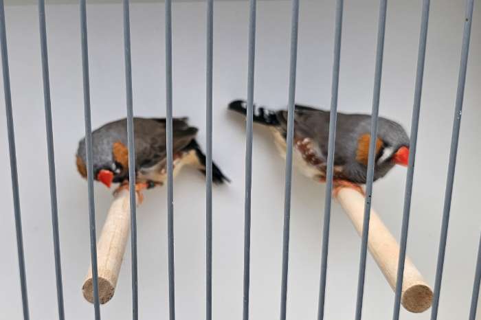 zebravinken te koop