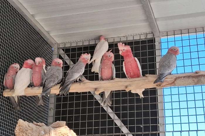 australische parkieten en rose kaketoes uit eigen kweek 2026