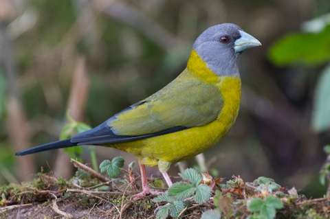 mycerobas affinis female