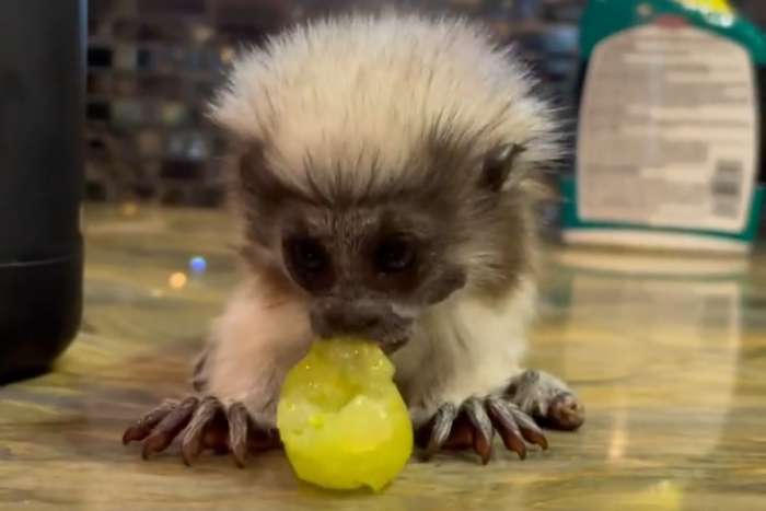 cotton top tamarin monkey
