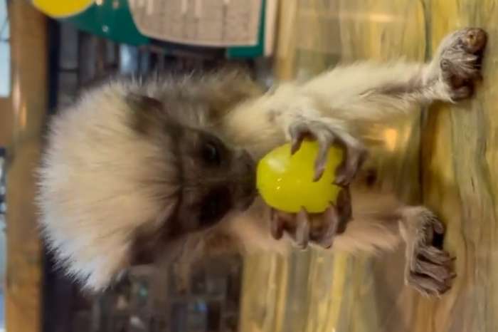 cotton top tamarin monkey
