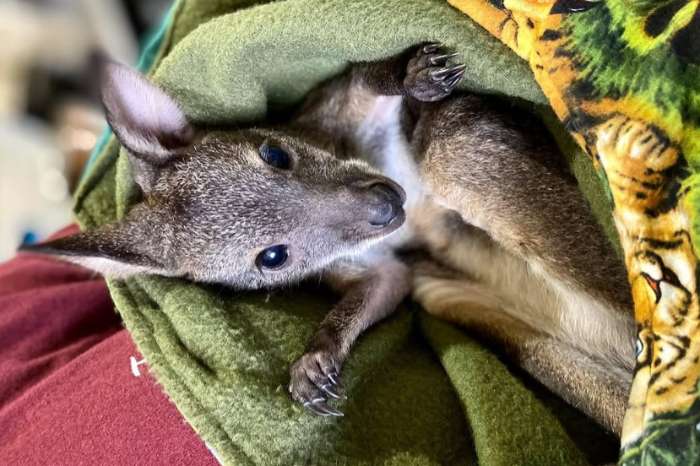 baby wallabys