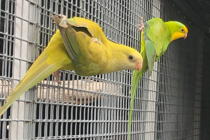 1-2 cinamon baraband