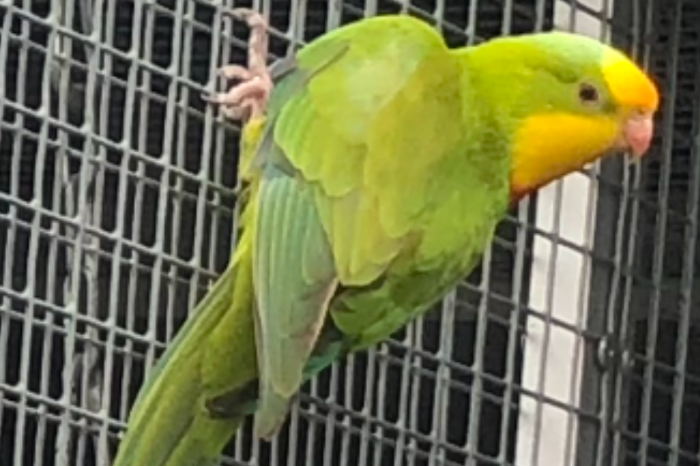 1-2 cinamon baraband