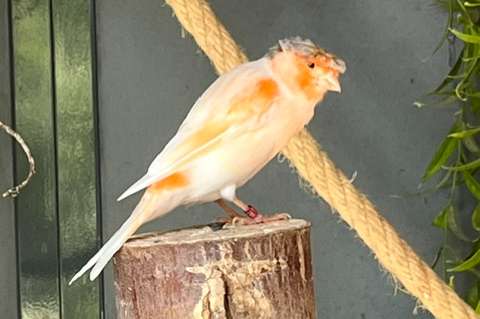 harlekijn kanaries