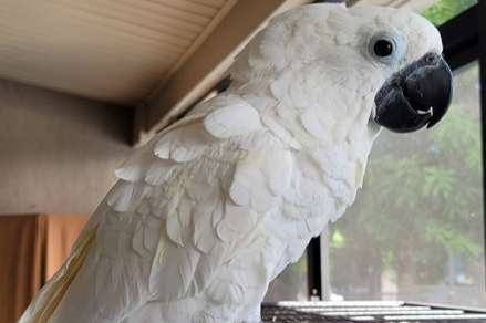 pair of cacatua alba and babies also available for sale
