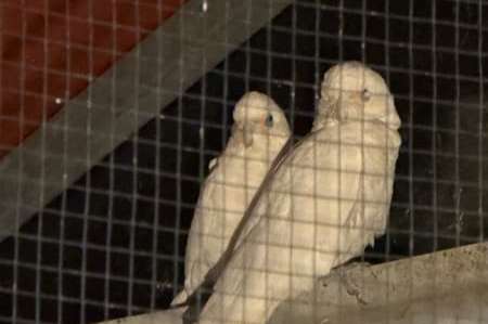 little corella (cacatua sanguinea)