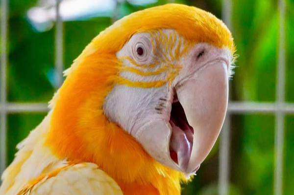 bonded pair of lutino macaws – ready to breed