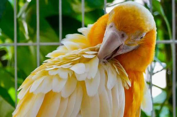 bonded pair of lutino macaws – ready to breed