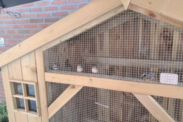 gratis op te halen; 4x mannetjes + 5x popjes zebravinken