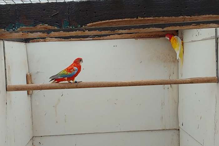 kwkoppels rosella's.