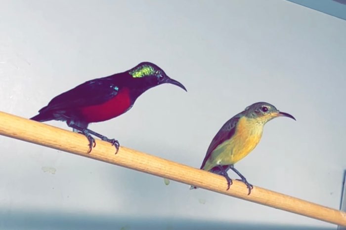 sunbird