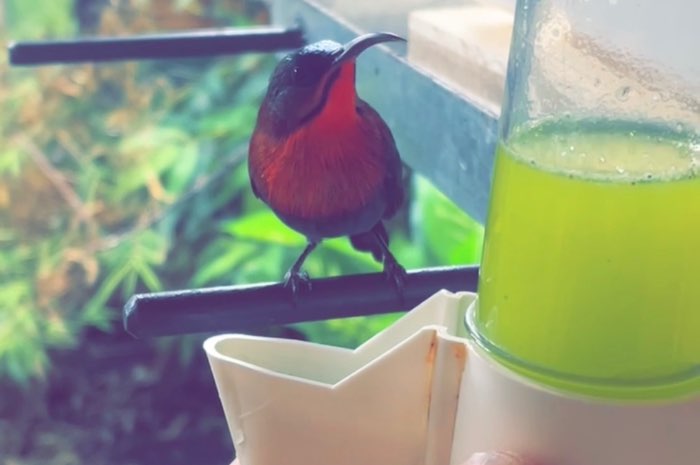 sunbird