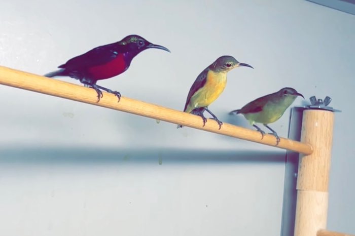 sunbird