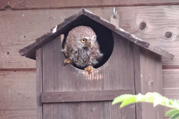 glaucidium perlatum 1.0