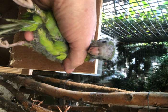 jonge groene kakariki omtamta maken 6 stuks