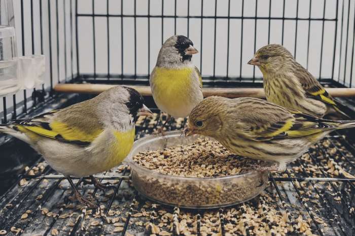 lawrencei goldfinch