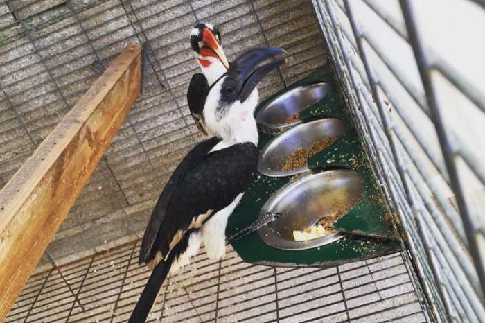 toucan
