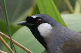 pterorhinus chinensis