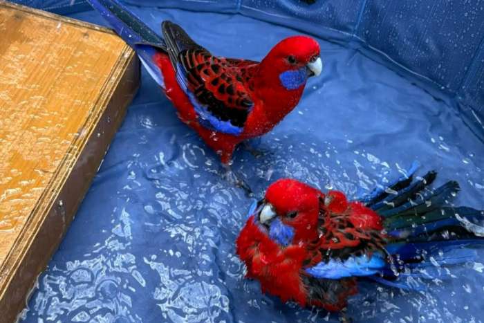 rosella