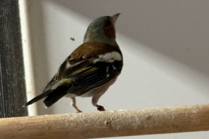 mooie vink man