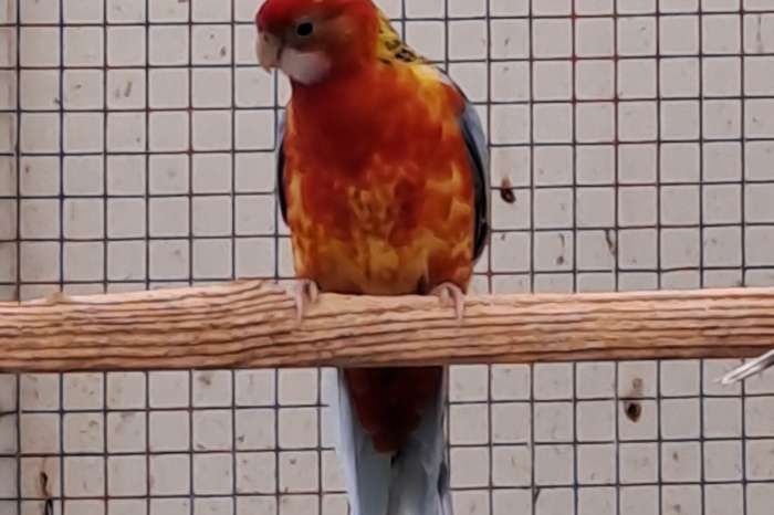 prachtrosella