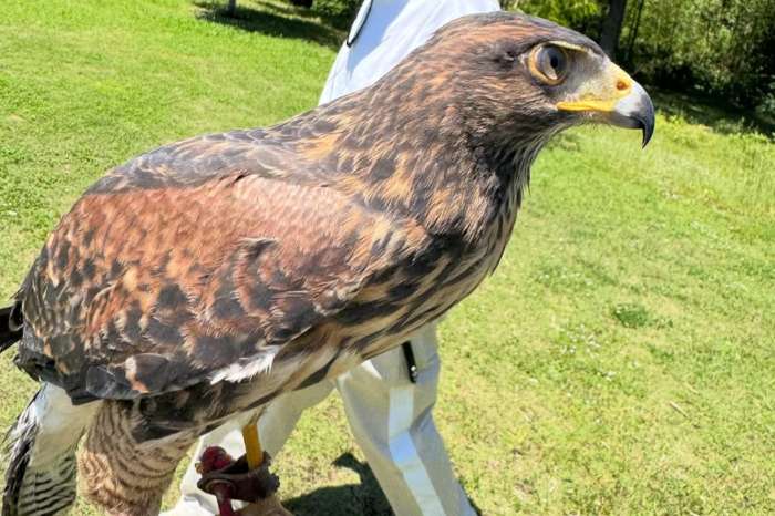 common buzzard