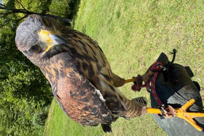 common buzzard