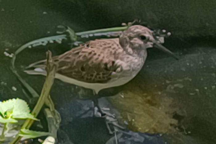 bonte strandloper