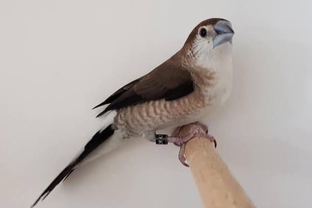 loodbekjes wildkleur tt kwaliteit