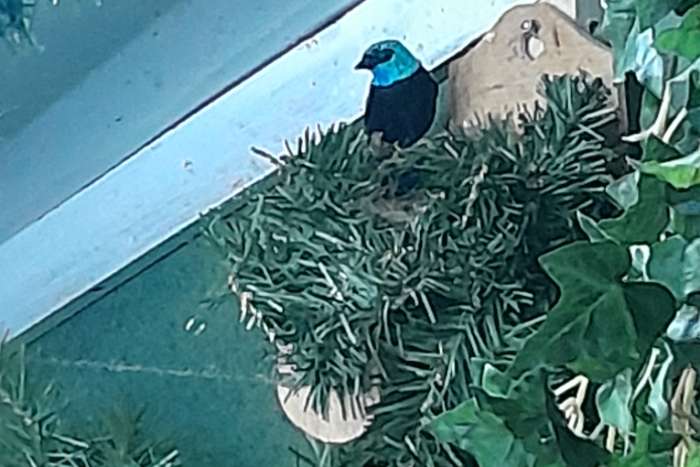 2 - 2. tangara cyanicollis